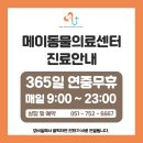 광안1동 수영로 메이동물의료센터 앞 | 해운대 동물병원 메이동물의료센터 :: 포메라니안 슬개골 수술로 입원한 아이