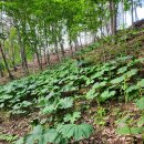 재왕 농장 이미지