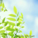 티라미스 이미지