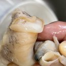 울진어패류 이미지