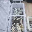 신나라 | 쭈꾸미낚시 신나라1호 업체 후기