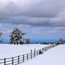 소나무목장 이미지