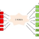 FOXO Transcription Factors: Their Clinical Significance and Regulation 이미지