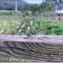 광호농장 이미지