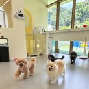 헬로우버디 광교점 | 광교애견유치원 헬로우버디 광교점에 다녀오다! 우유의 헬로우버디 광교점 체험기🐶