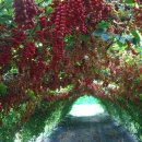 행화농장 이미지