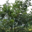 성지골 농장 이미지