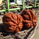 귀족호도 이미지