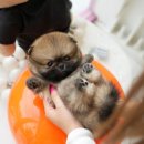 부산강아지분양 테디럽 명지본점 이미지