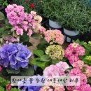 한아름꽃농원 - 계양구 장제로 1103-1 | 한아름꽃농원