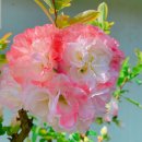 행주농장 이미지