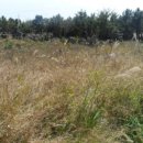 중문동-8 이미지