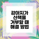 플러스동물메디컬센터 | 산책 싫어하는 강아지? 영등포구동물병원 해결법