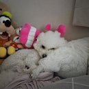 블루맘펫살롱 이미지