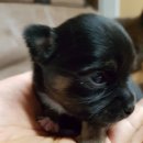 호두아이