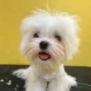 애견미용 견출지 노원점 이미지