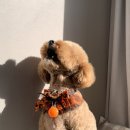 리치펫살롱 이미지