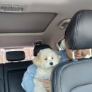 가자 펫 택시 이미지