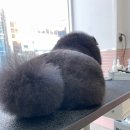 입댕로랑 이미지