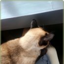 나니살롱 이미지