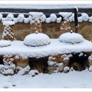 단양마중 이미지