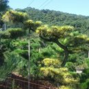 남송농원 이미지