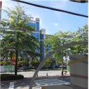 가로수약국 이미지