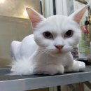 개밥주는고양이