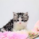 부산고양이분양 그린캣 이미지