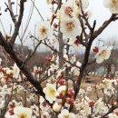 도제원지구 이미지