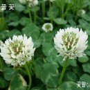 행운녹즙