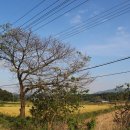 벚꽃주유소 이미지