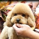 GROOMING107 이미지