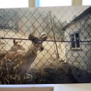 형제사슴목장 이미지