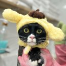 부산고양이미용&호텔 냥스타그램 | 부산고양이미용/고양이목욕/고양이호텔/고양이무마취미용 무냥무냥 후기