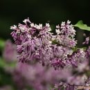 노고단-6 이미지