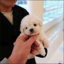 대구강아지분양 홍스퍼피 이미지