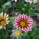 가자니아 이미지