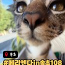 꿀꿀이네 연탄 | 속초 여행 청학동카페 추천 메리엔다in속초108 오션뷰 속초 시내 카페 주차정보