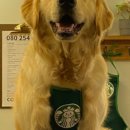 댕블리스 이미지