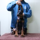 월드켄넬 이미지