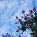 정자나무공원 이미지