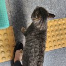 봄내동물병원 | 24년 5월