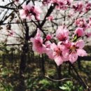 봄이 왔나 봄 이미지