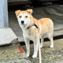 (강아지 실종) 홍제천 인근에서 실종된 울프를 찾습니다 《사례금 지급》 이미지