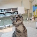 김냐옹 미용실 이미지