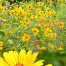 하늘바라기 이미지