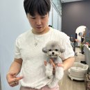 톰퍼피 강아지 분양 이미지