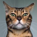 보듬 동물병원 이미지