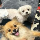 좋은 영양제 | 포메라니안 구강관리 클리닉스 에이스케일링 기호성 좋은 강아지 영양제 후기